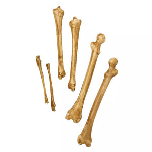 Decaying Bag of Bones Prop