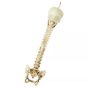 Skull Hanging Decoration