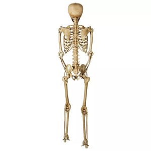 5 Ft Poseable Decayed Skeleton