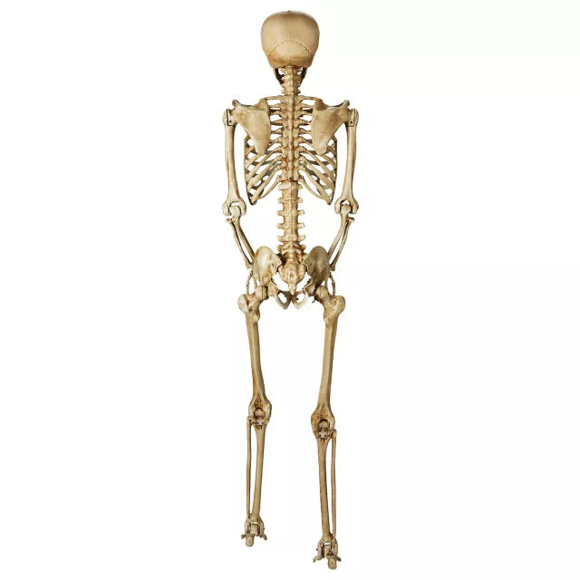 5 Ft Poseable Decayed Skeleton