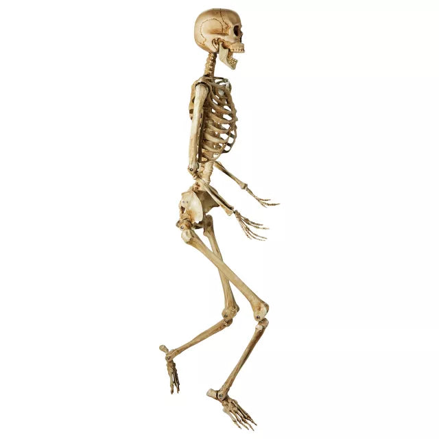 5 Ft Poseable Decayed Skeleton