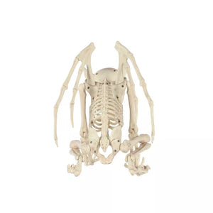 Gargoyle Skeleton