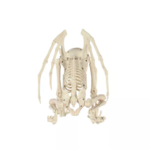 Gargoyle Skeleton