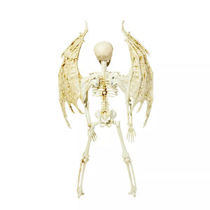 Angel Skeleton Static Prop