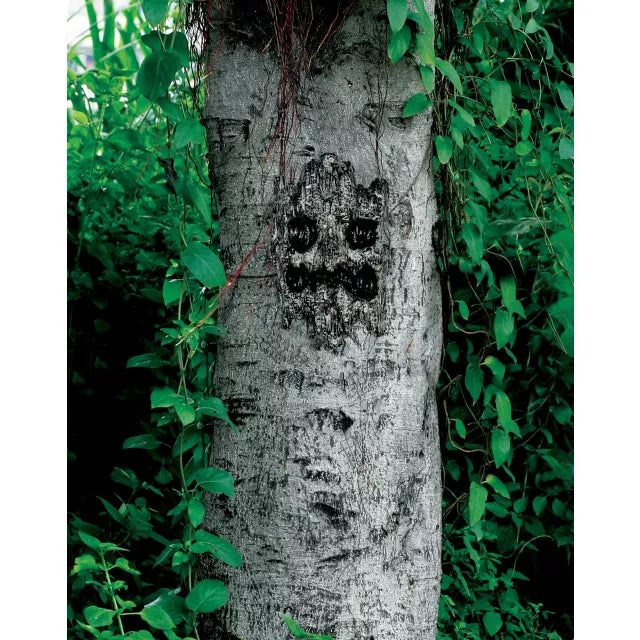 Spooky Tree Face